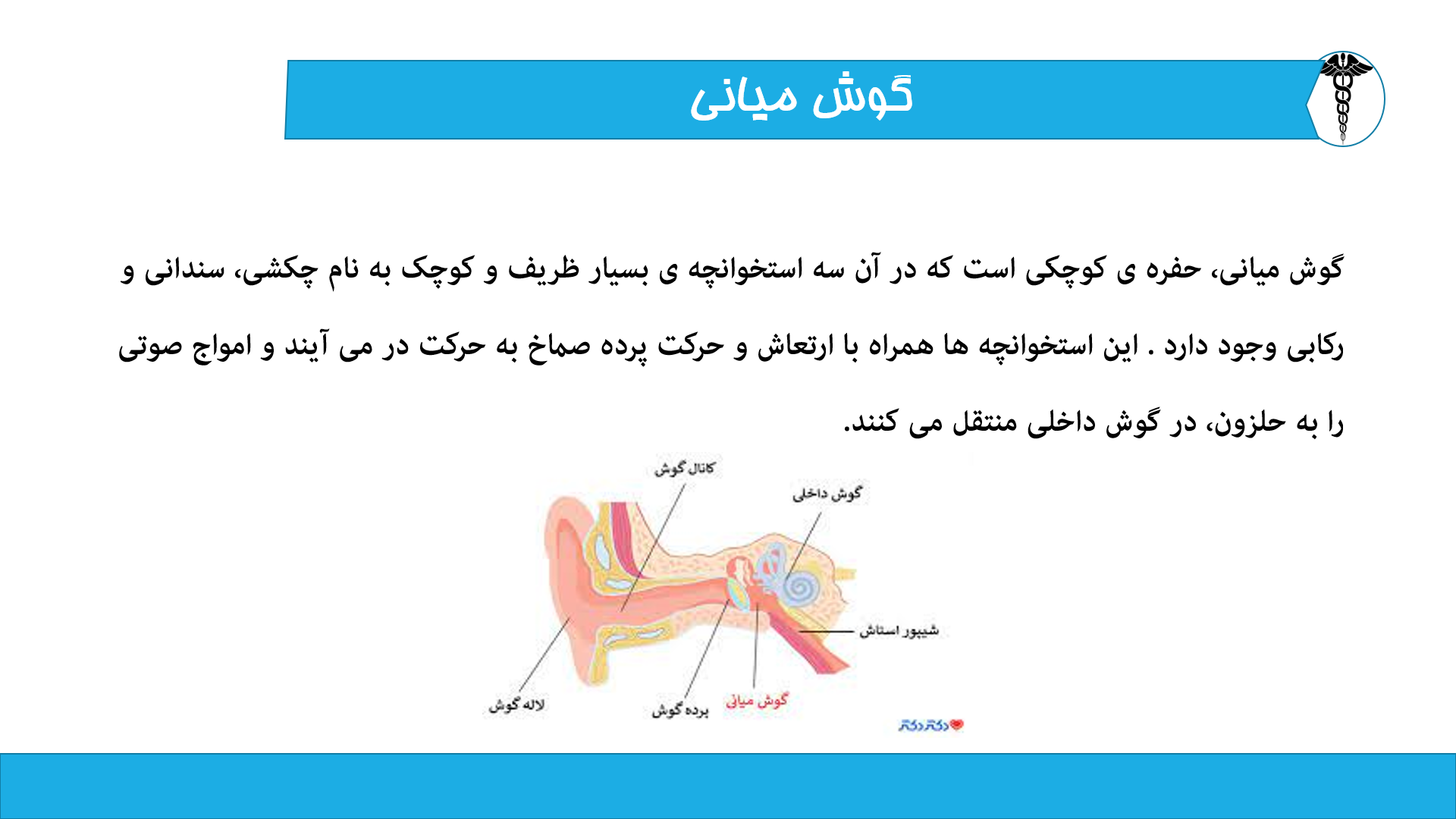 پاورپوینت نقش لاله گوش در شنیدن صدا 